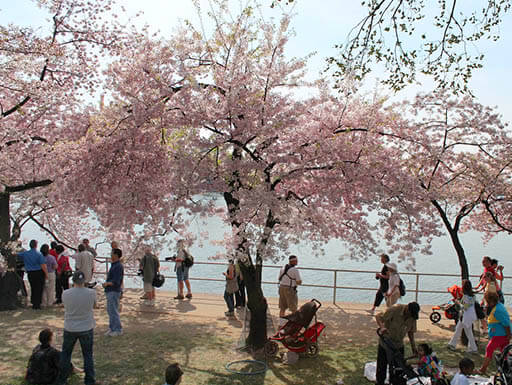 People gathered around a cherry blossom tree at the waterfront in Washington DC during daytime