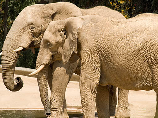 San Diego Zoo San Diego Zoo