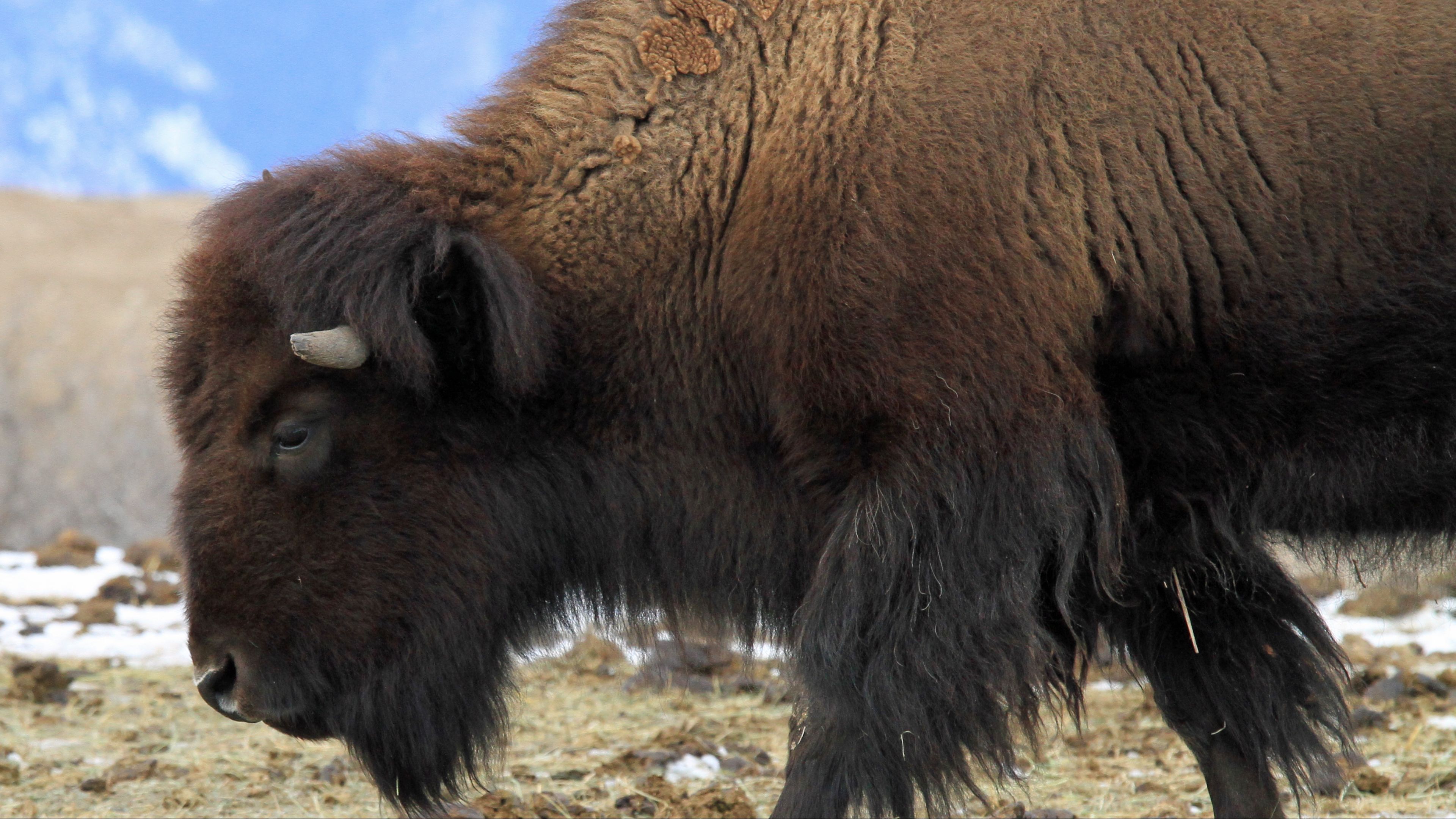 buffalo grazing buffalo grazing