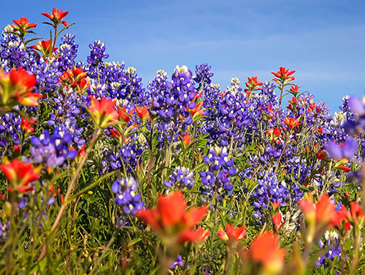 Hill Country Wildflowers Hill Country Wildflowers