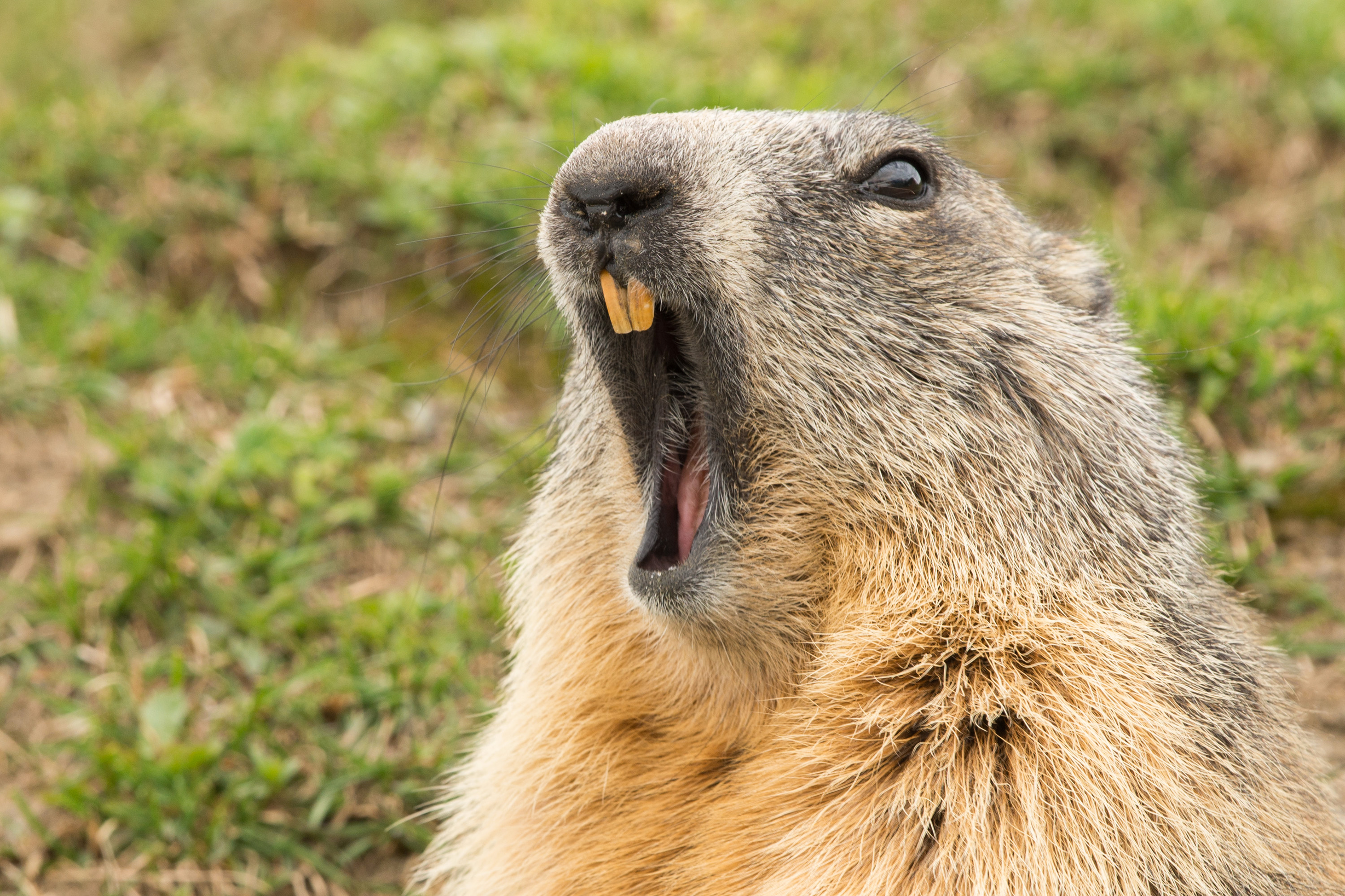 ground hog marmot day portrait Groundhog Day