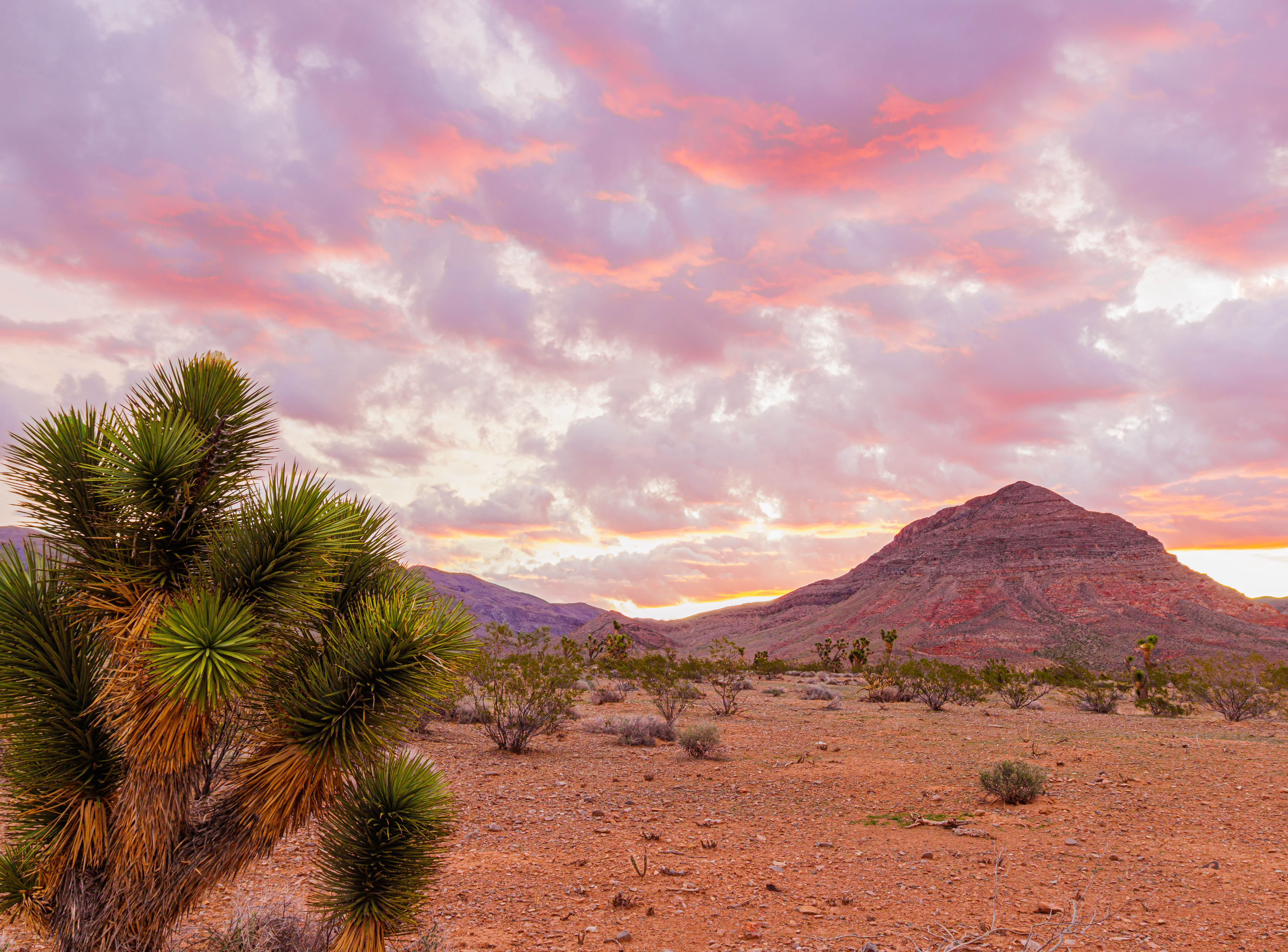 Sunrise on Joshua Tree and The Mojave Desert With The Bulldog Knolls in The Distance, Beaver Dam Wash National Conservation Area, Utah, USA Beaver Dam Wash National Conservation Area