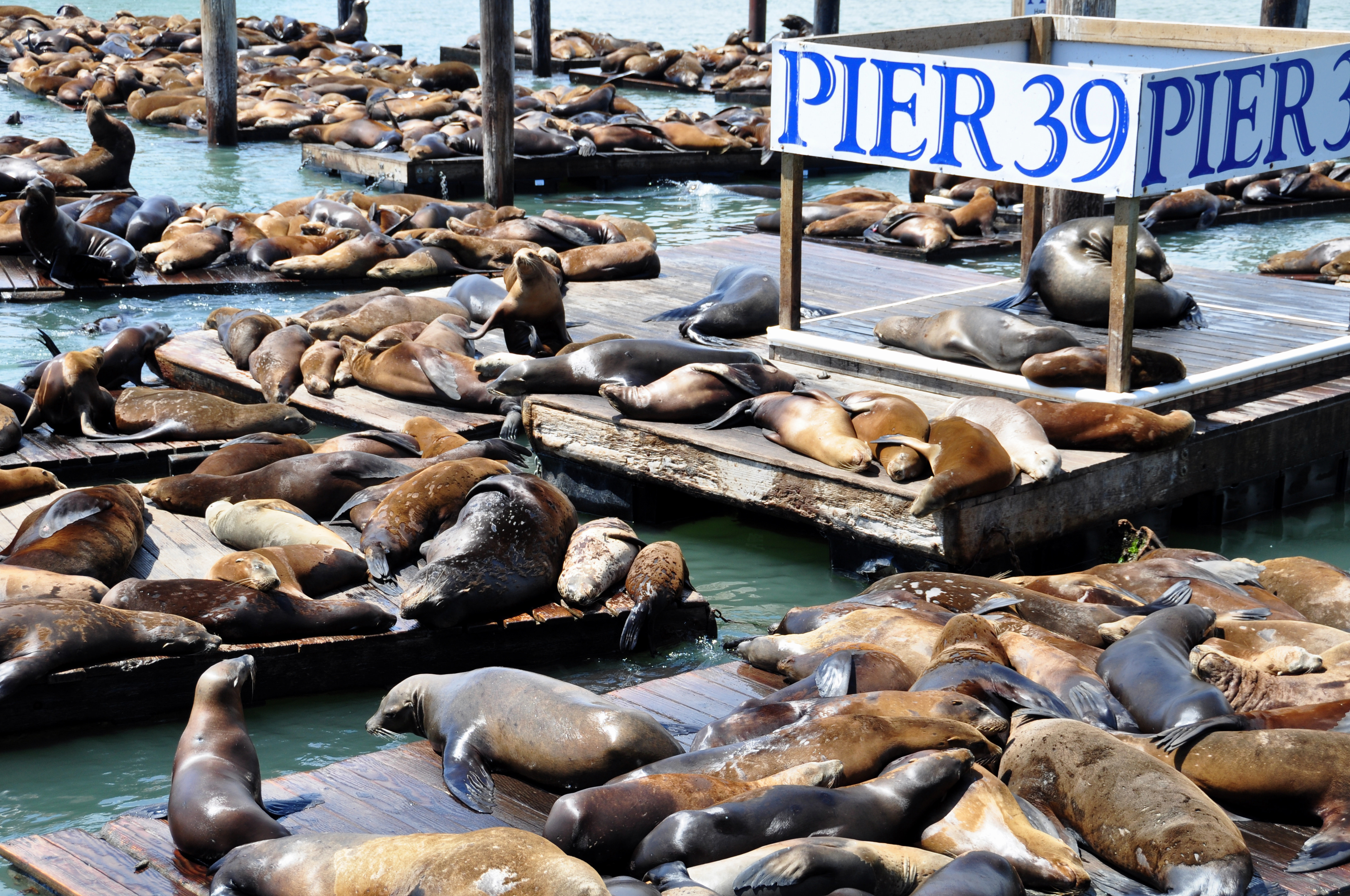 Sea lions on pier 39 in San Francisco, USA. Pier 39