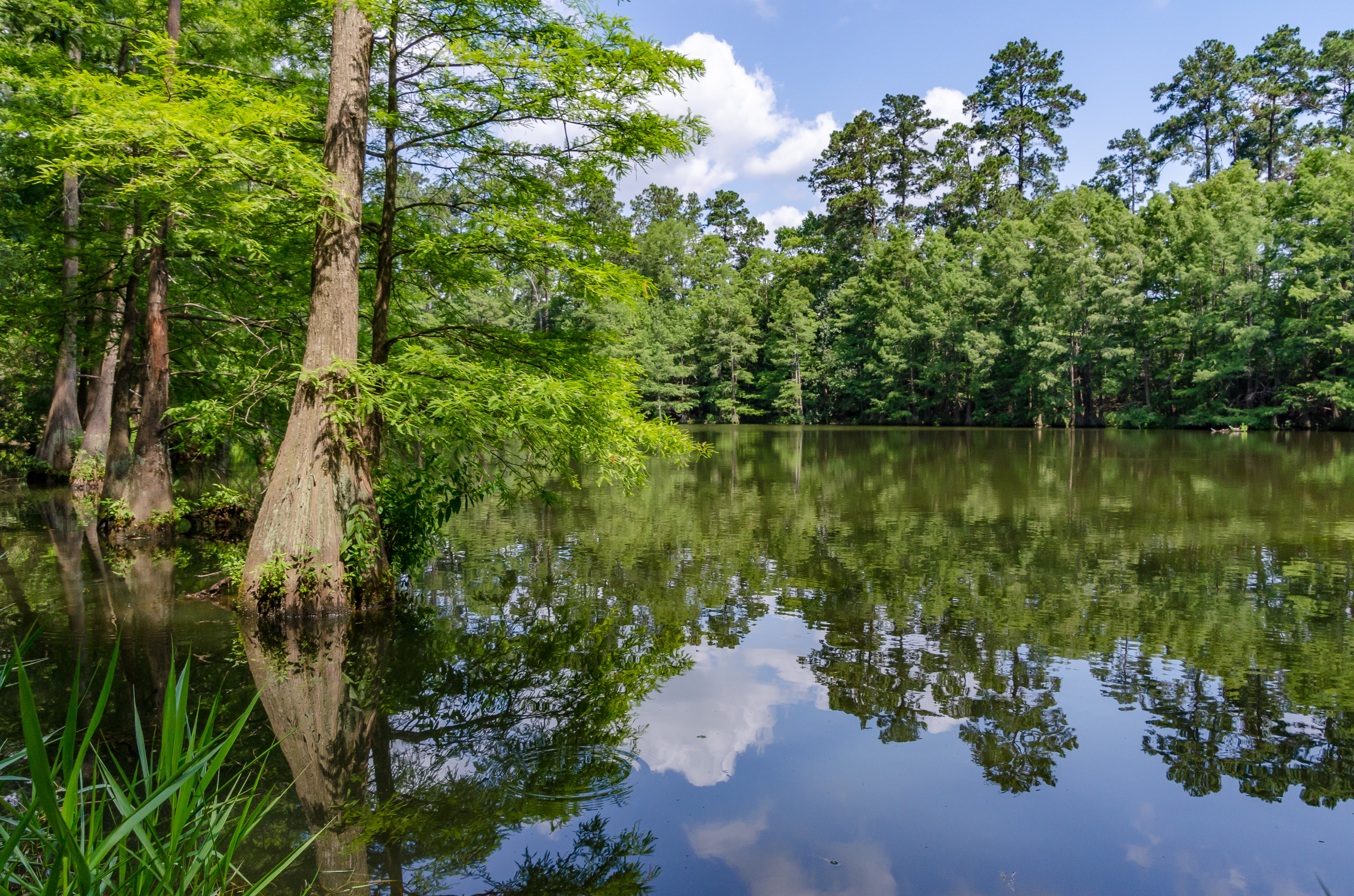 A pond in the Stahl Preserve along the Spring Creek Greenway Trail in Spring, Texas. A pond in the Stahl Preserve along the Spring Creek Greenway Trail in Spring, Texas.