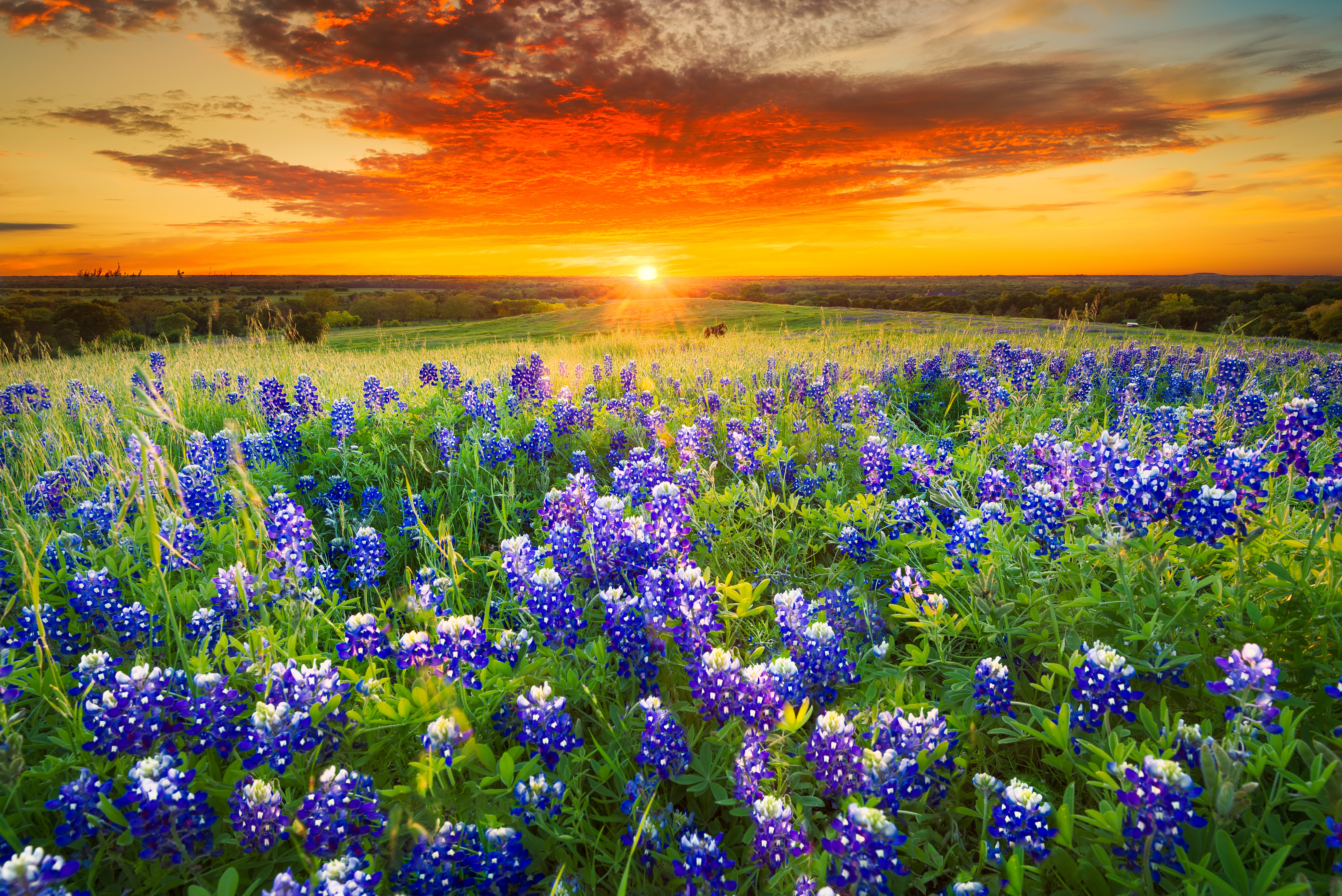 Sunset on Sugar Ridge Road, Ennis, TX Texas pasture filled with bluebonnets at sunset