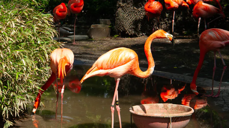 Zoo_Antwerpen