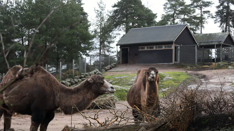 Korkeasaari Zoo