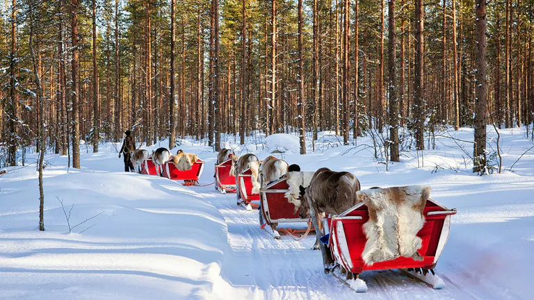 Sleigh ride with Reindeer