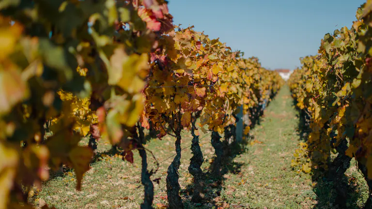 burgundy vineyards