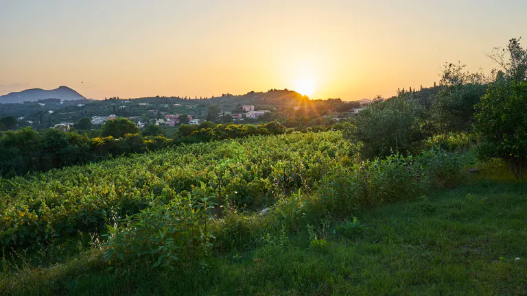 Vineyards in the Champagne region