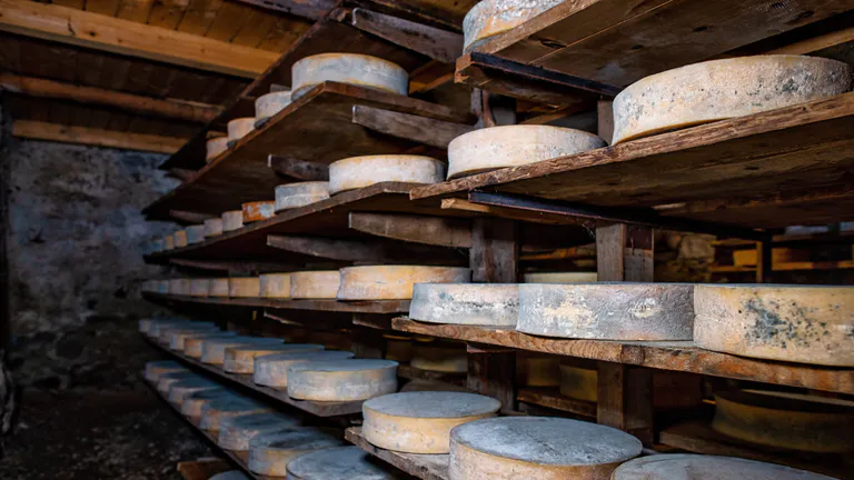 Alpine cheeses