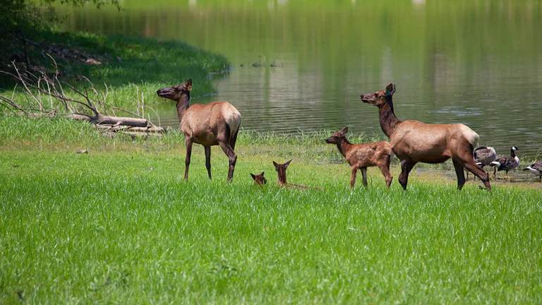 lone elk park