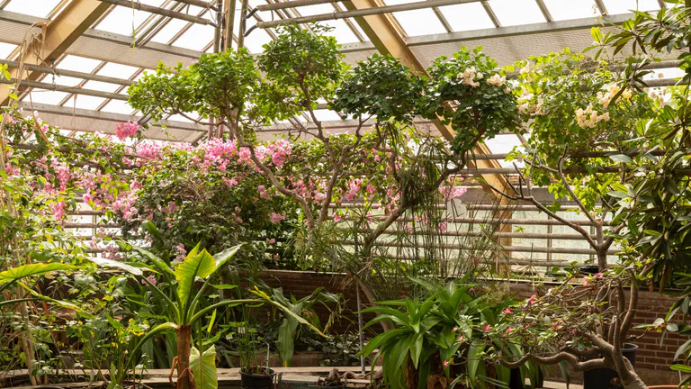 Hortus Botanicus