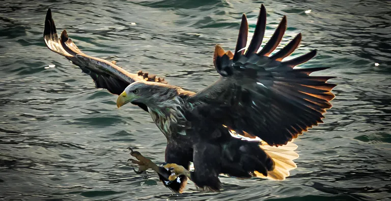 sea eagle above water