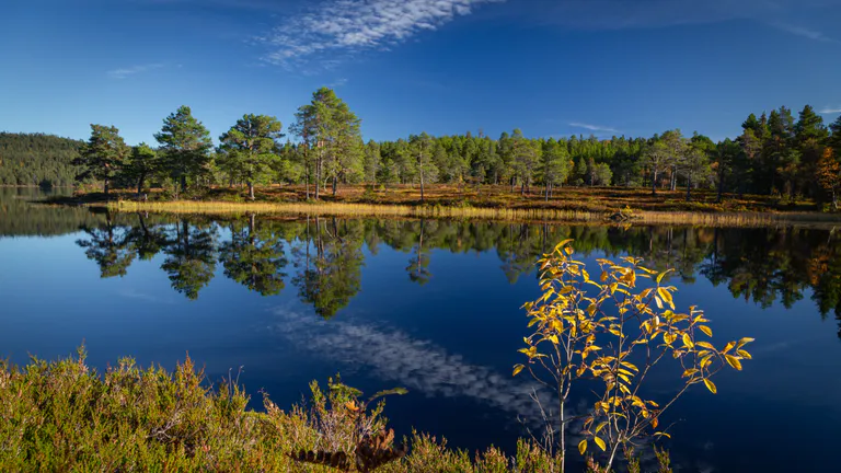 bymarka forest