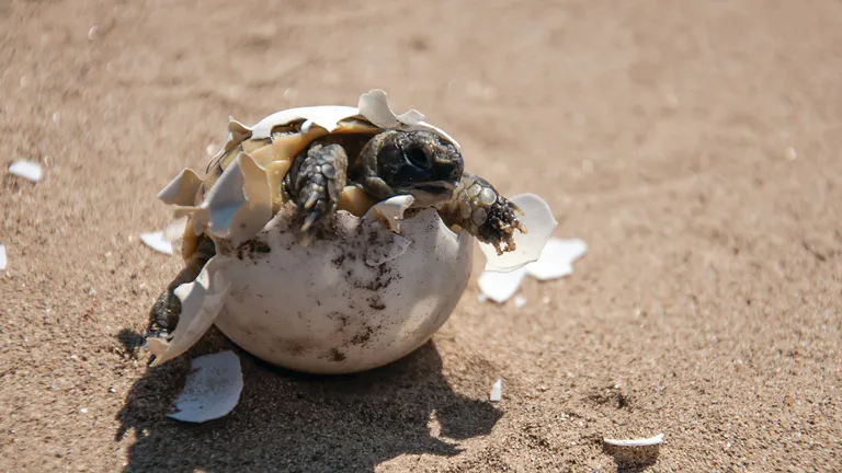 Turtle in Fuerteventura