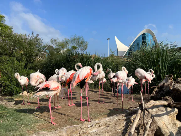 L’Oceanografic