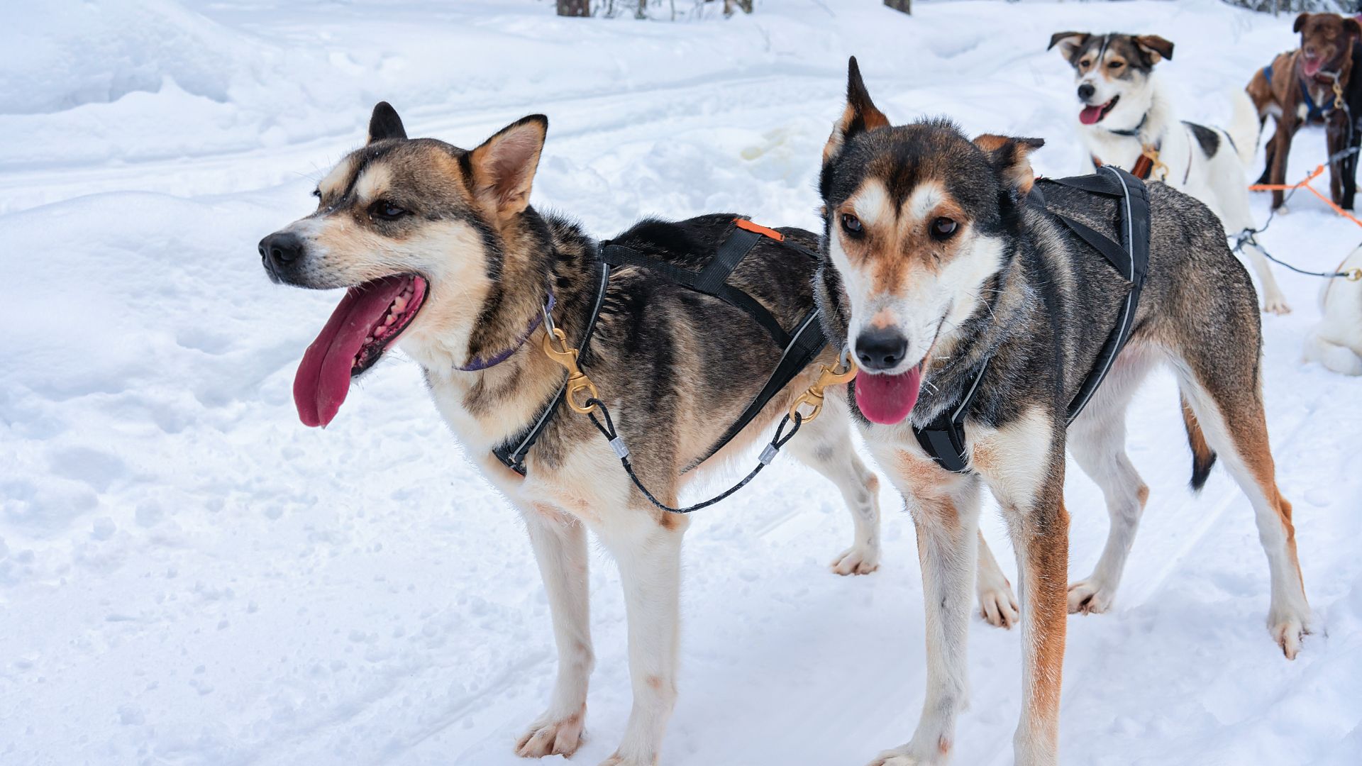 Husky tours Kiruna