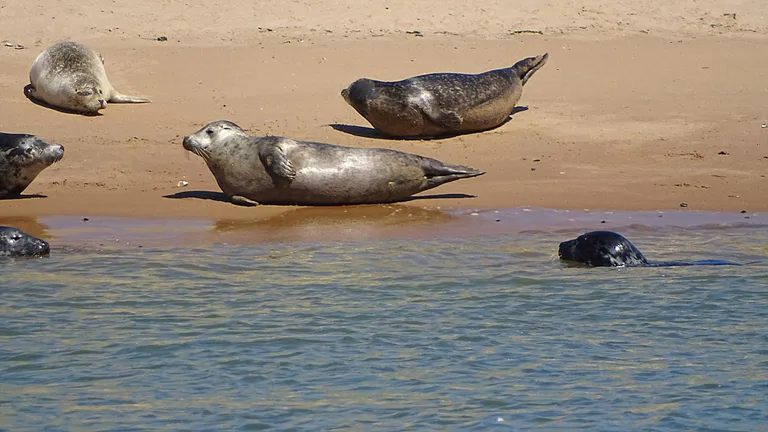 seals on aberdeen beach