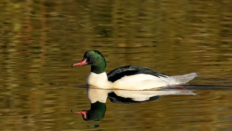 Brandon Marsh Nature Reserve