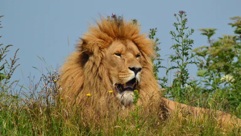 lion in yorkshire wildlife park