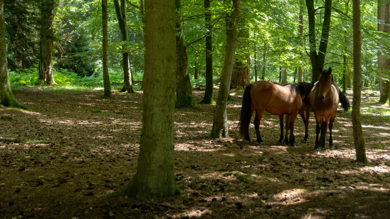 Southampton new forest