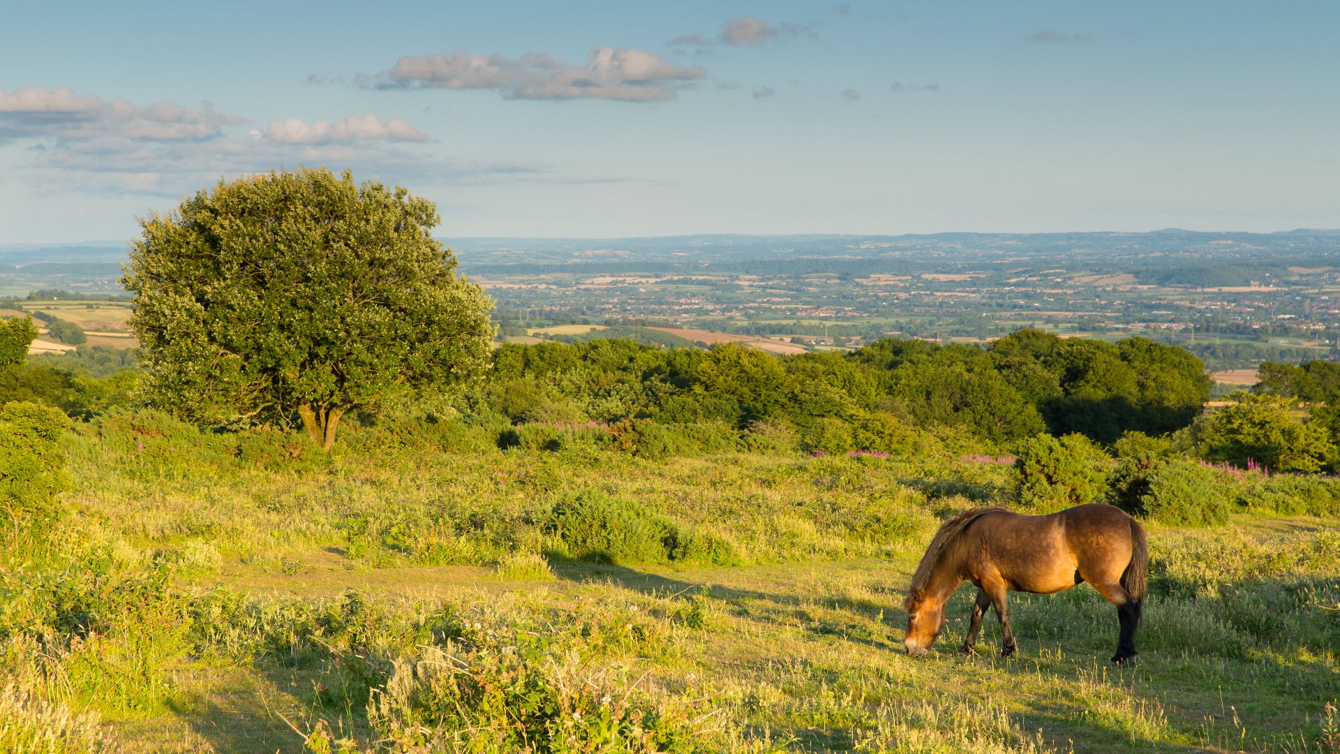 Quantock Hills