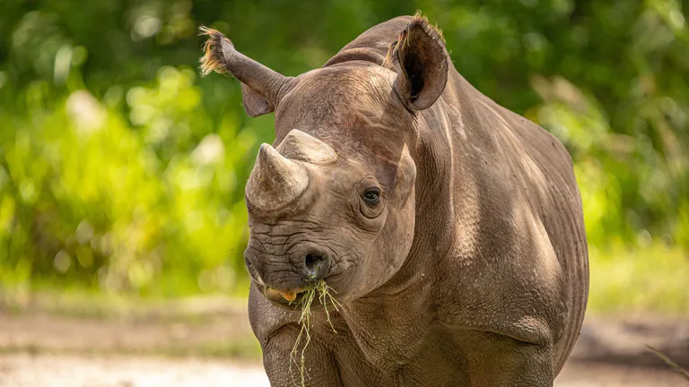 wildlife-world-zoo-goodyear
