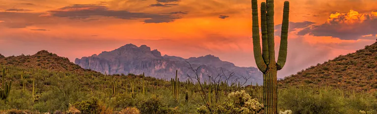 phoenix