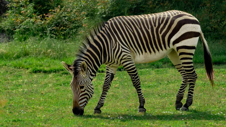 zebra in a zoo