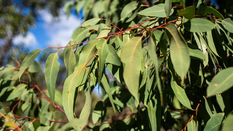 Eucalyptus Tree