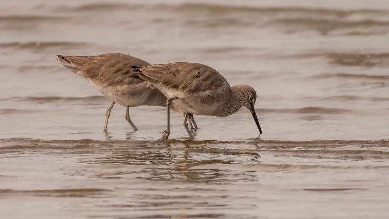 Birds at Point Pinole Regional Shoreline
