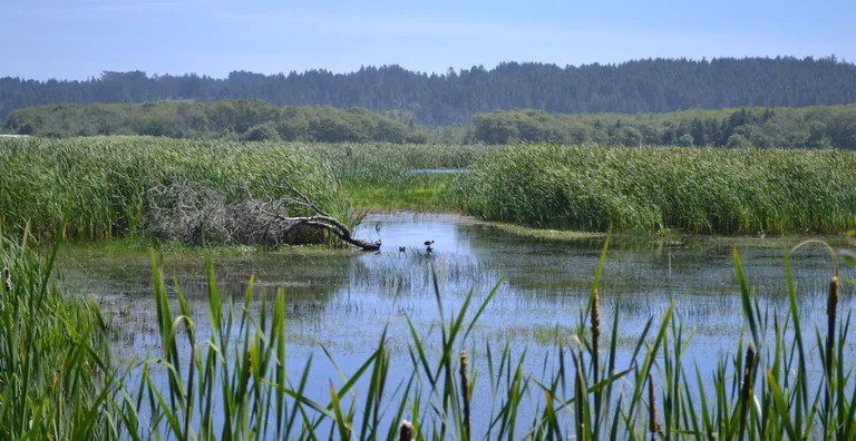 Humboldt Bay National Wildlife Refuge