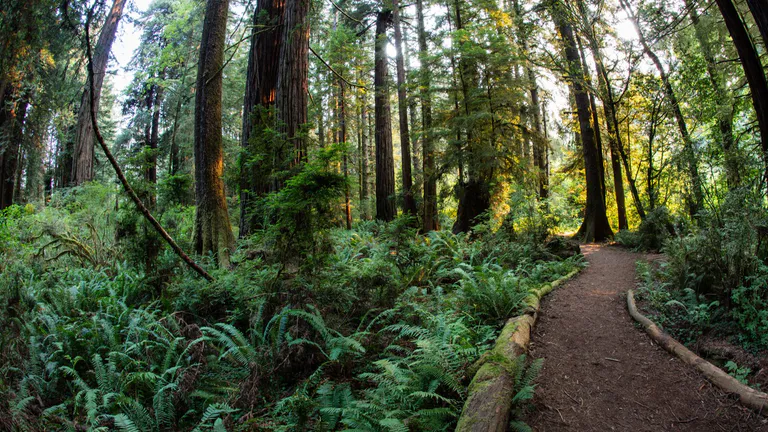 Redwood National california