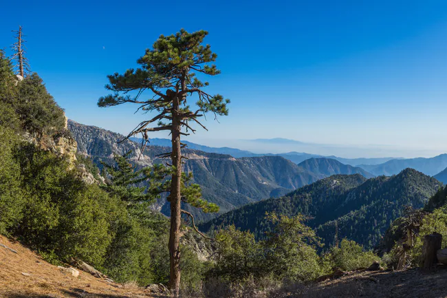 national forest