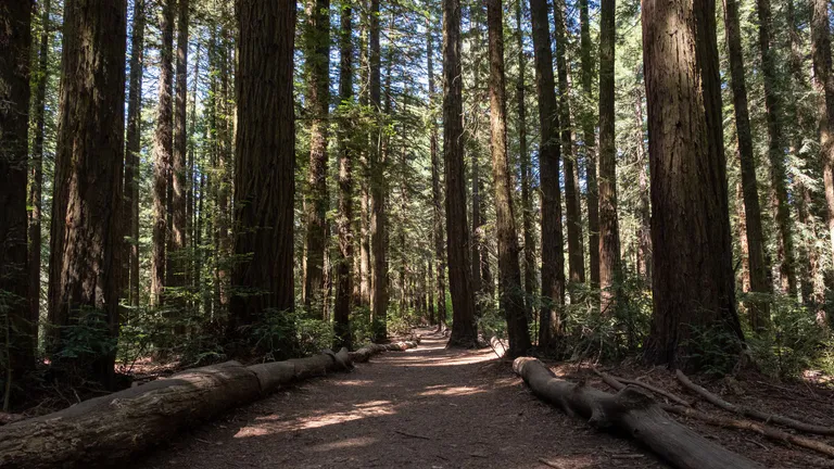 redwood regional park