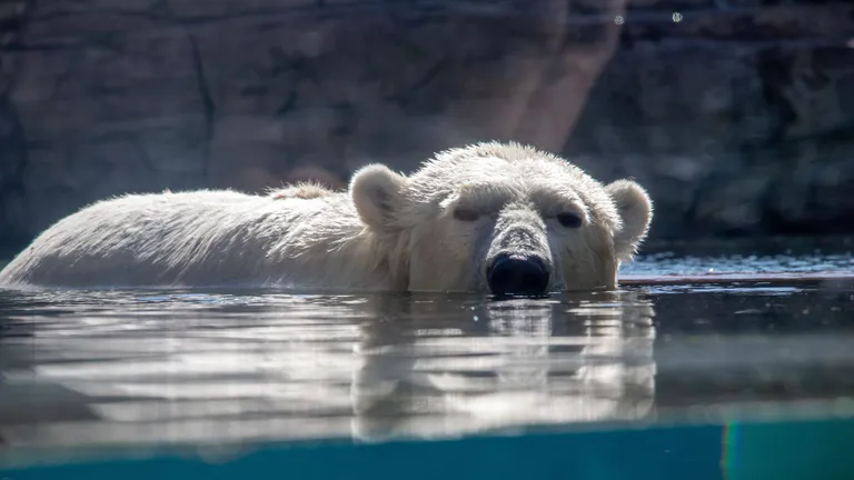 San_Diego_Zoo