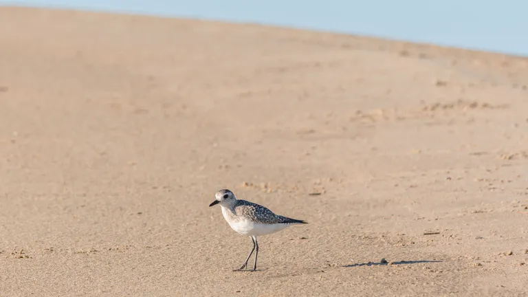Guadalupe-Nipomo Dunes