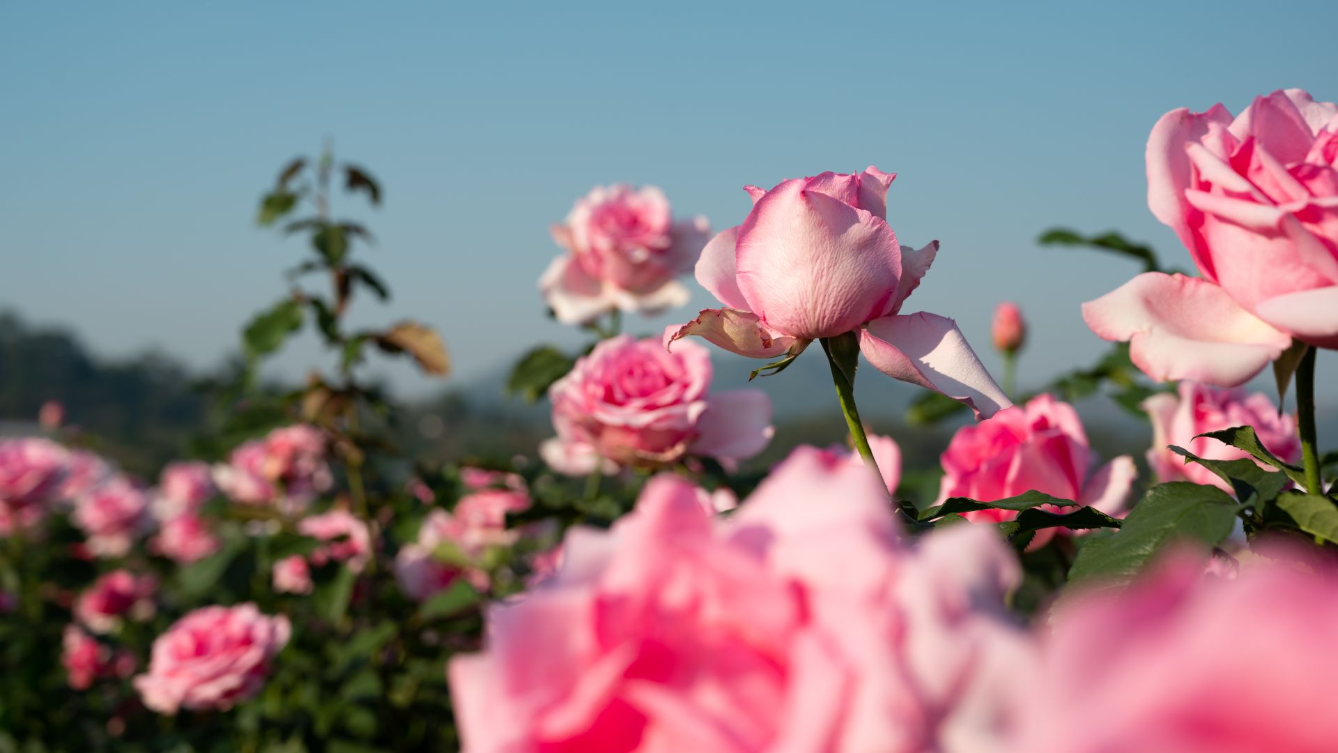 rose haven