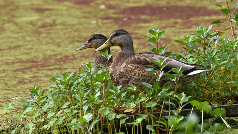 Pinto Lake City Park wildlife