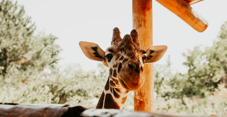 The Cheyenne Mountain Zoo