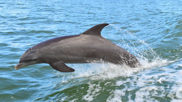 Little Toot Dolphin Adventure