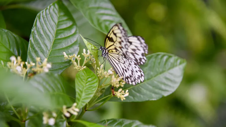 A butterfly at the Florida Museum of Natural History
