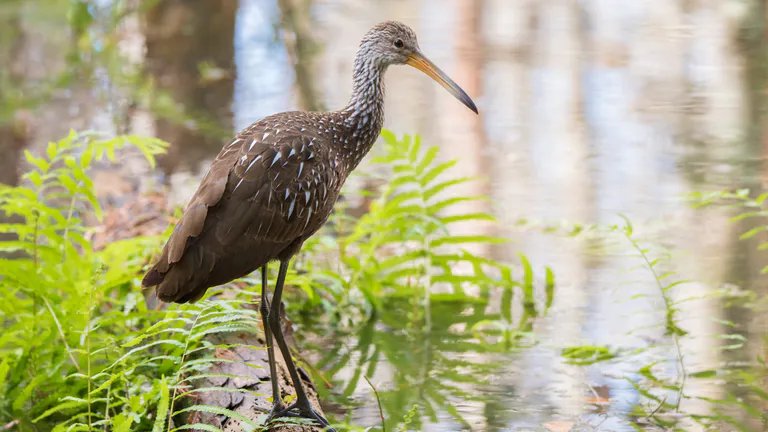 Shingle Creek Regional Park