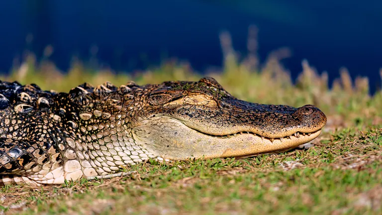 panama city ZooWorld Zoological Park