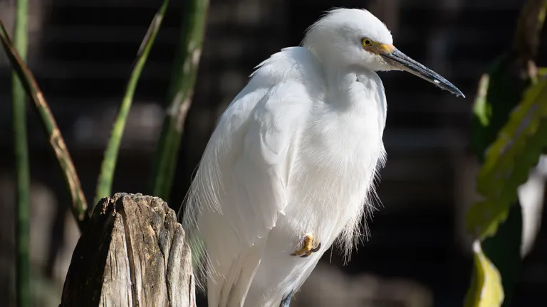 Peace River Wildlife Center