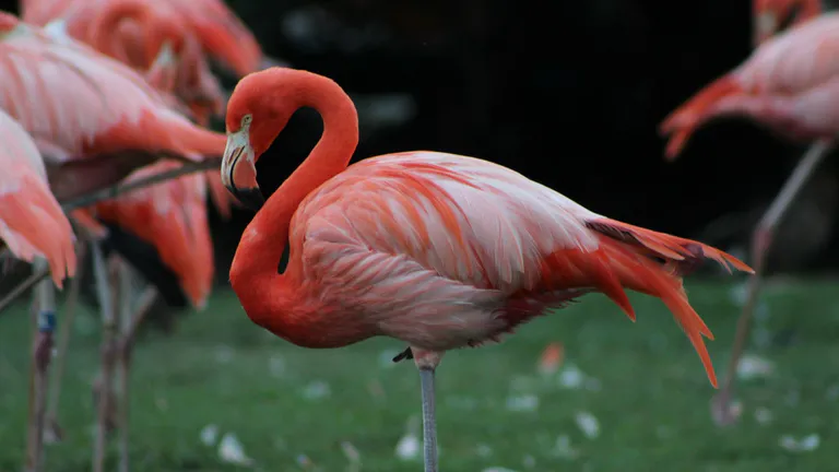 Busch Gardens Tampa