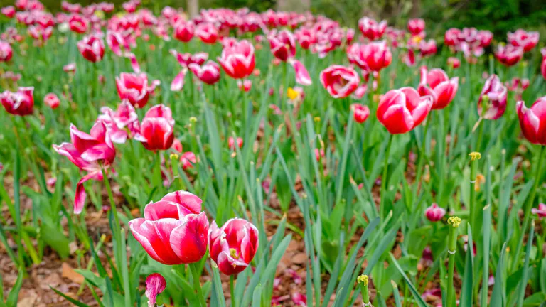 Botanical Gardens