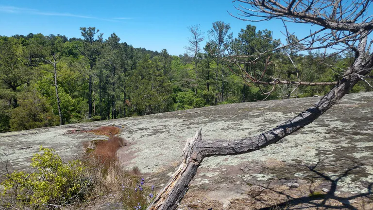 Panola Mountain State Park