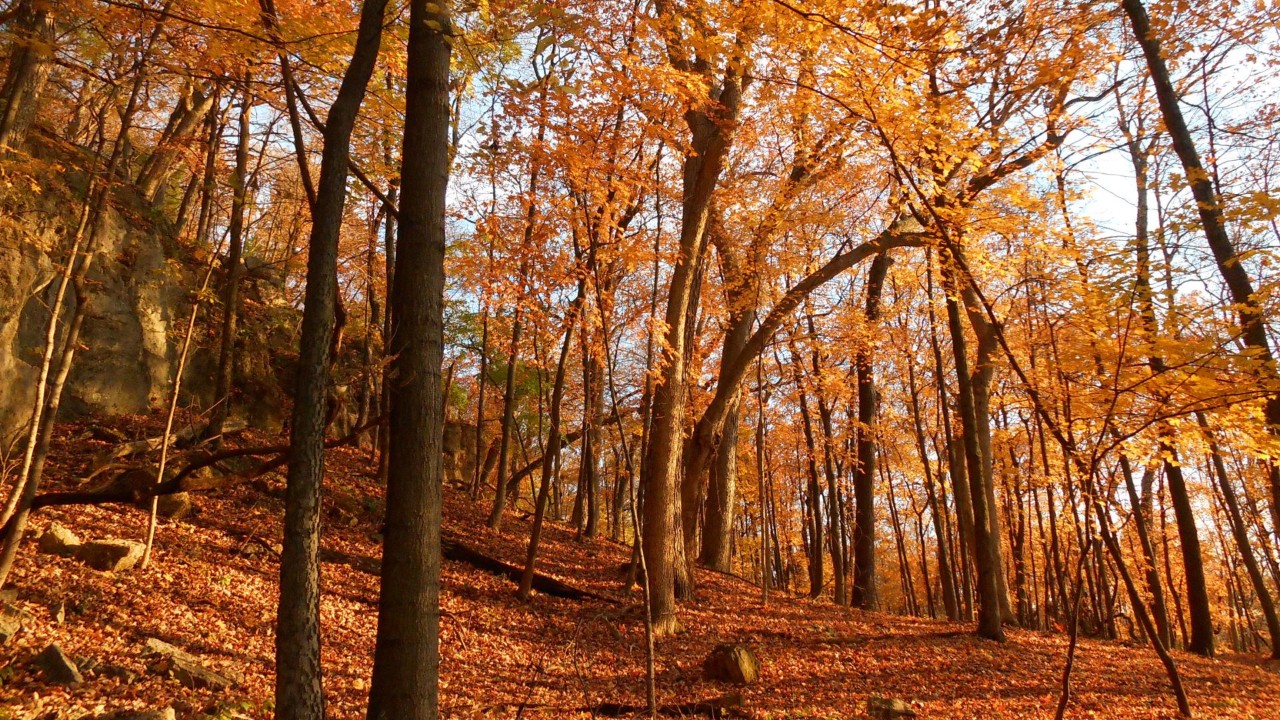 Car Rental Illinois Hertz Rent a Car